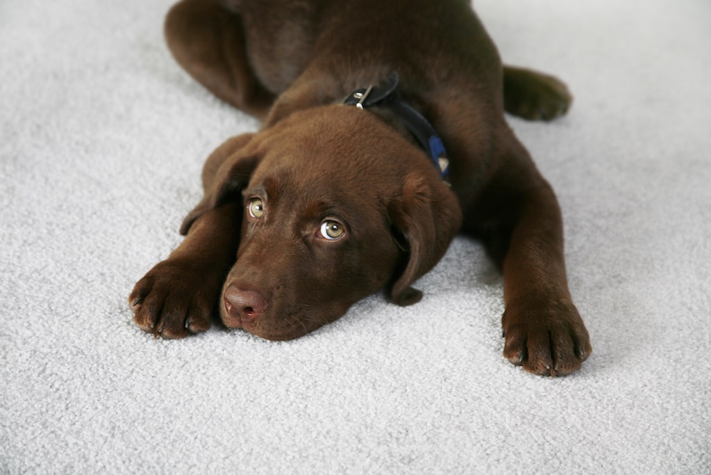 A chocolate lab on a white carpet that has been professionally cleaned by carpet cleaners in Flint, MI