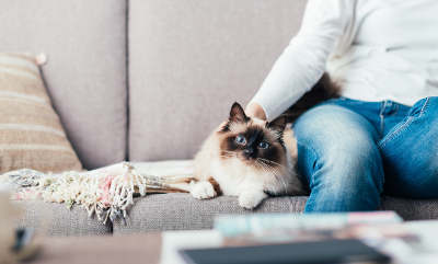 Fenton MI Pet Odor Treatment - Atlas Cleaning Service, Inc. - pet2